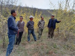 耀州：寇家塬村连翘种植拓宽群众增收致富路