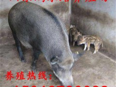 云南野猪苗批发价格  商品野猪肉 野猪肉批发价格 三个月的野猪苗价格