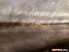 佳鑫石蛙 石蛙 商品蛙 石蛙蝌蚪