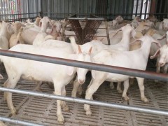 山羊 肉羊 白山羊价格 养殖白山羊