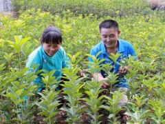 六安桂花苗--桂花苗移植管理需求留意哪些事项？