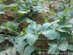 种植经历——西瓜再生裁培办法及步骤