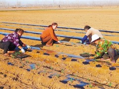 河北永清：疫情防控农业消费两不误