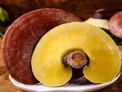 长白山灵芝好长白山灵芝生产供应商长白山破灵芝