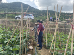 市热科院义务组到育才生态区那受村了解冬季瓜菜种植情况