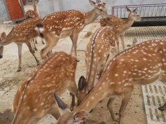 梅花鹿 梅花鹿养殖 观赏梅花鹿图片