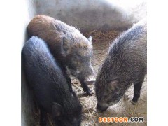 厂家供应野猪 纯种野猪 野猪苗 野猪价格 种猪 野猪批发 野猪厂家 宠物销售