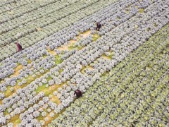 阳新一种植大户求解蔬菜畅销困局