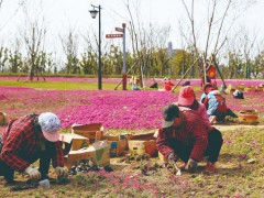 狼山国度森林公园静海生态配套片区芝樱绽放-南通泰州市人民政府