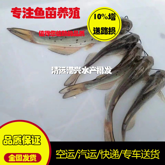 好品质推荐 南方大口鲶鱼苗  大口鲶鱼苗批发  全国发货包活到家胡子鲶鱼出售