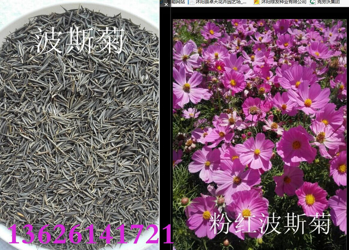 常年批发工程草花种子 波斯菊种子  格桑花种子 波斯菊