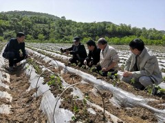 鹤壁市农科院粮油专家团队内行动系列之甘薯栽插神器送田间 -宝鸡鹤壁市农业农村局