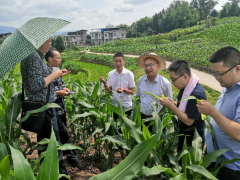 草地贪夜蛾进入片面防控形状_达州鹤壁市农业农村局