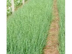 [供]常年出售铁杆，钢葱葱苗！出售葱种，接受葱苗代育