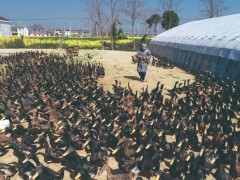 复产补栏 保证泰州市场供应-南通泰州市人民政府