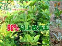 万信桂花苗木基地推出的后续保证效力简介