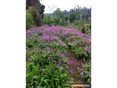 白芨种子种植哪家好-山东白芨种子-叶氏药材合作社-野生