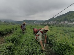 安康：紫阳县蒿坪镇仲夏茶园管护忙