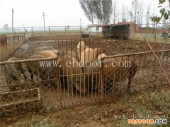 特种野猪供应商-华容特种野猪-格六养殖安全放心