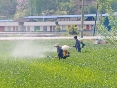 略阳：小麦条锈病普发盛行防控义务刻不容缓