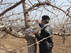 延川：杨家圪坮镇春耕日记  认购“苹果树”结出“致富果”