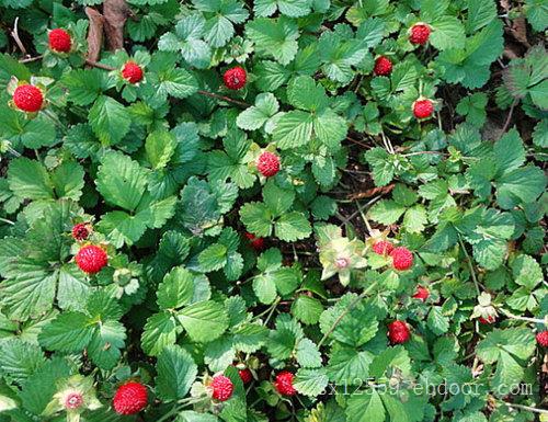 蛇莓花种种植基地|潍坊实惠的蛇莓哪里有供应