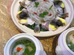 养殖食用河豚鱼巴鱼安全无毒酒楼专用批发