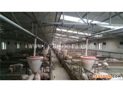 养猪自动化料线求购-牧鑫养殖设备(推荐商家)