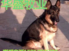 供应华盛犬肉狗，细狗，灵缇犬，狼青犬，藏獒111