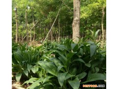 泰禾 俄罗斯饲料菜 牧草种子 牧用俄罗斯饲料菜根茎 低价优质牧草种子 高蛋白牧草品种 种苗俄罗斯饲料菜种根 具体价格面议