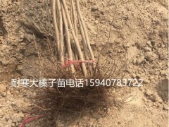 吕梁辽宁大榛子苗抗寒榛子基地