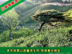 江西绿茶公司_绿茶_贤峰茶叶