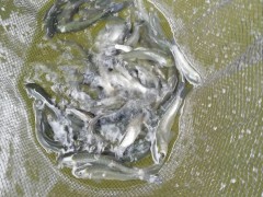 阳江桂鱼苗