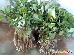 红薯苗哪里有需要的-佰丰西瓜红大田剪苗-新乡红薯苗