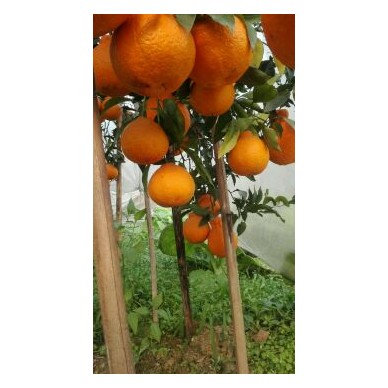 [供]代办各种柑橘，青见，爱媛38，丑柑，耙耙，及其树苗