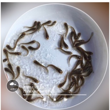 [供]广东淡水鱼苗批发：班点叉尾鮰鱼苗供应叉尾鱼价格