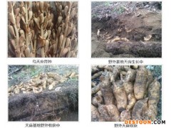 天麻育种技术培训-天麻育种-山东长程天麻技术转让(查看)