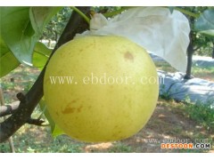 买梨树苗-襄阳梨树苗-果树茶叶研究所(查看)