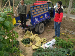 市热科院技术指点瓜菜种植，确保农户保增产稳增收