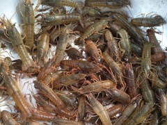 龙虾苗价格 龙虾种苗 龙虾苗 龙虾苗价格