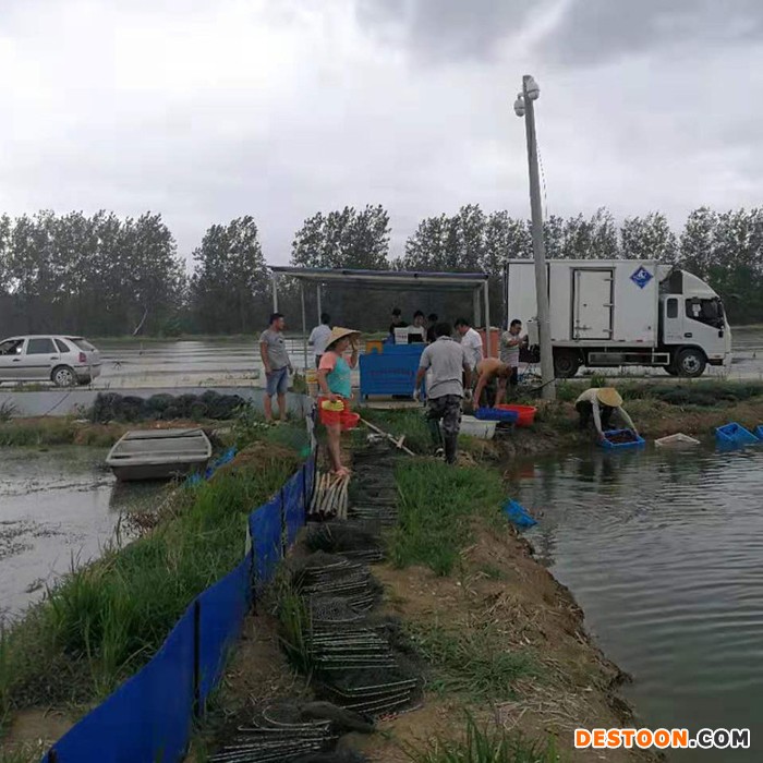 永丰 小龙虾种苗 小龙虾苗 盱眙龙虾