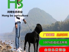 卡斯罗和藏獒卡斯罗狗怕冷多少度猛犬卡斯罗幼犬图片