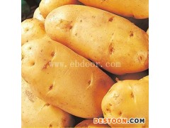 雪原农业科技种业-安徽优质马铃薯原种