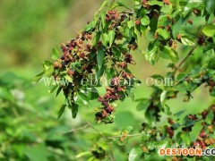 世超苗木供应基地(图)-批发桑椹苗价格-桑椹苗价格