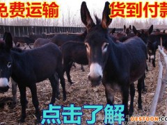 肉驴养殖场低价出售肉驴 肉驴养殖 肉驴价格 欢迎查看