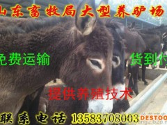 肉驴养殖场 出售肉驴 肉驴养殖 肉驴价格 欢迎点击了解