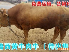 供应鲁西黄牛 鲁西黄牛 纯种鲁西黄牛价格 养殖黄牛