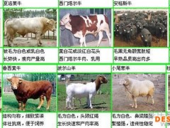 供应肉羊 白山羊肉羊 肉羊养殖场