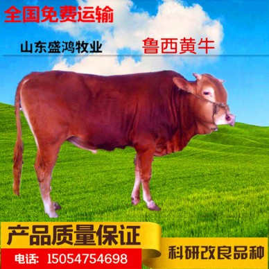 肉牛价格 改良黄牛 肉牛犊 小牛犊 肉牛苗 小牛苗 黄牛牛犊价格