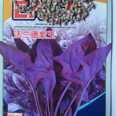 紫色菠菜种子  彩色观赏蔬菜种子新品种